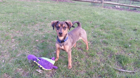 Entry image for Jazz. Clicking this image will show a larger photo