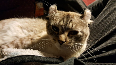 Entry image for Gonzo. Clicking this image will show a larger photo