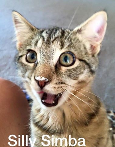 Entry image for Simba. Clicking this image will show a larger photo