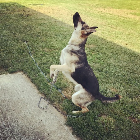 Entry image for Alice Harley Fawley. Clicking this image will show a larger photo