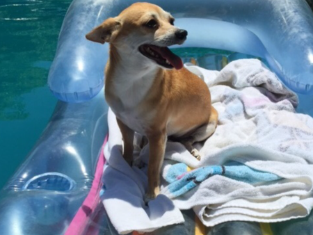 Entry image for Lupe. Clicking this image will show a larger photo