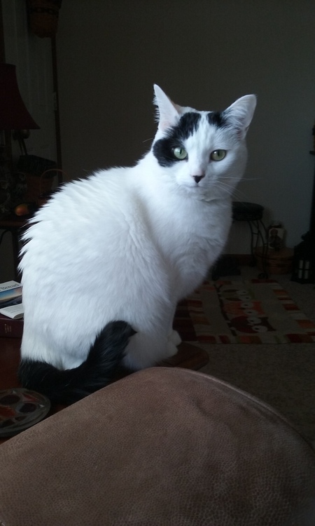 Entry image for Belle. Clicking this image will show a larger photo