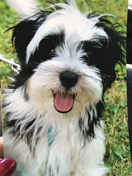 Entry image for Sid and Manny. Clicking this image will show a larger photo