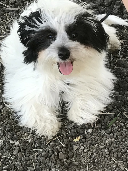 Entry image for Manny. Clicking this image will show a larger photo