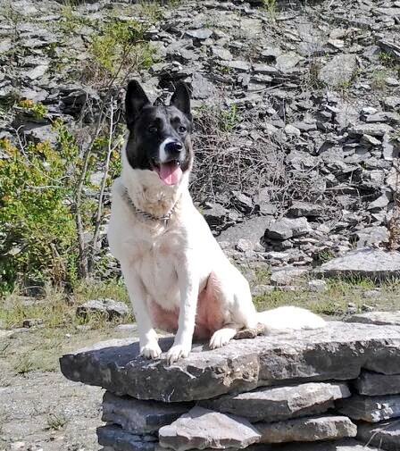 Entry image for Shuga Marie. Clicking this image will show a larger photo