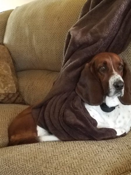 Entry image for Bella. Clicking this image will show a larger photo