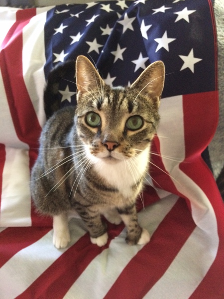 Entry image for Thor. Clicking this image will show a larger photo