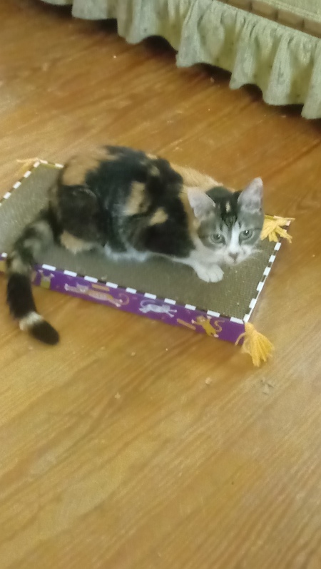 Entry image for Augie. Clicking this image will show a larger photo