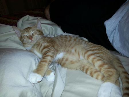 Entry image for Chewbacca Ludwig Patterson. Clicking this image will show a larger photo