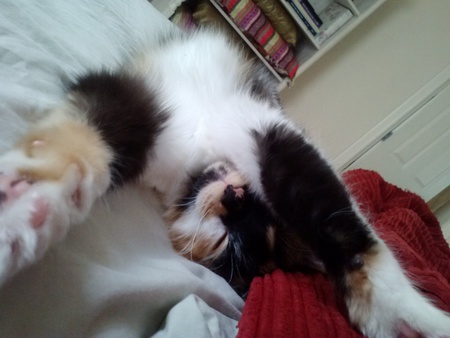 Entry image for Melody Marie Grace Patterson. Clicking this image will show a larger photo