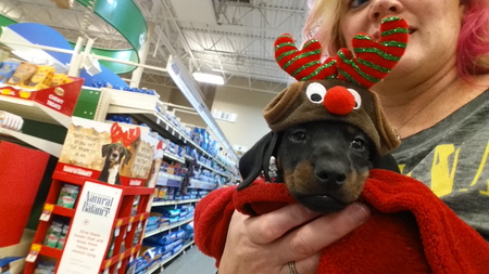 Entry image for Winston. Clicking this image will show a larger photo