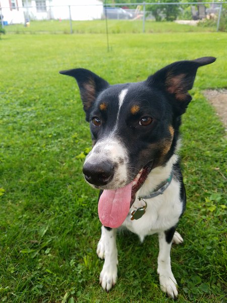 Entry image for Clover. Clicking this image will show a larger photo