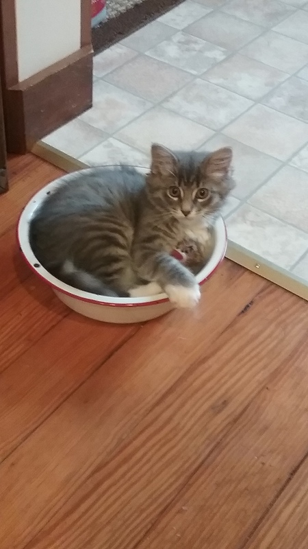 Entry image for Boots. Clicking this image will show a larger photo