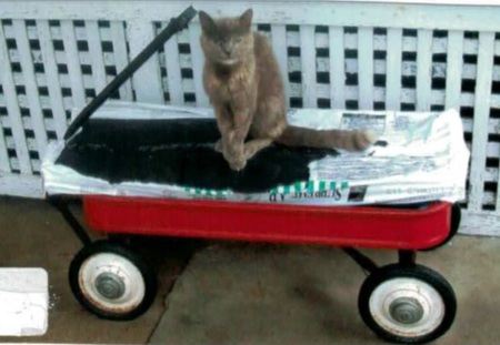 Entry image for Jasper. Clicking this image will show a larger photo