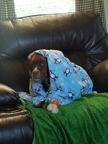 Entry image for Trixie Mae. Clicking this image will show a larger photo