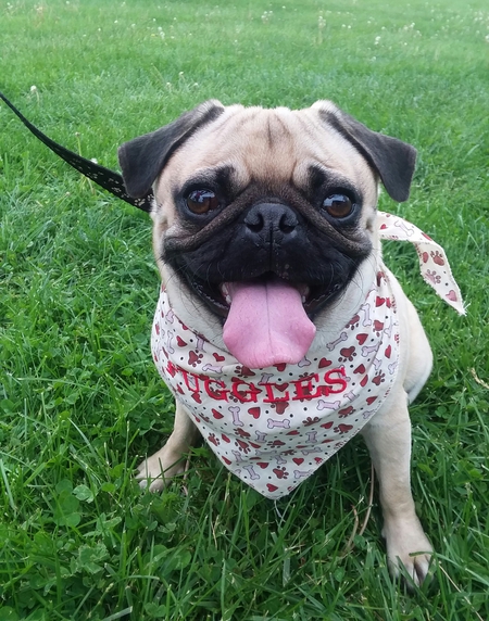 Entry image for Puggles. Clicking this image will show a larger photo