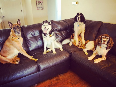 Entry image for Nyla, Kierra, Brice, Wolfie. Clicking this image will show a larger photo