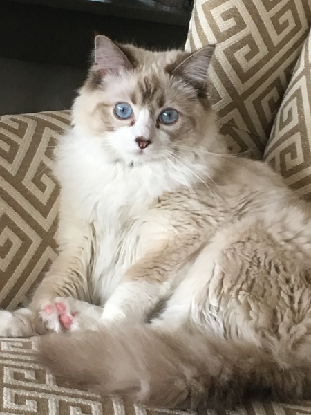 Entry image for Floki. Clicking this image will show a larger photo