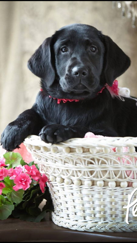 Entry image for Luna. Clicking this image will show a larger photo