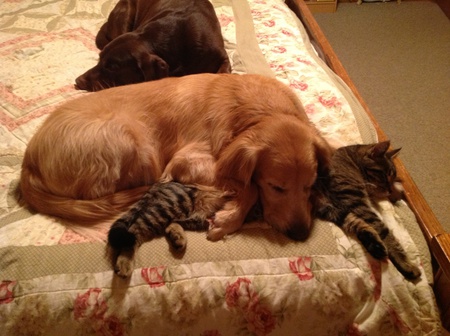 Entry image for Muffin and Ricky with JD napping in the background. Clicking this image will show a larger photo