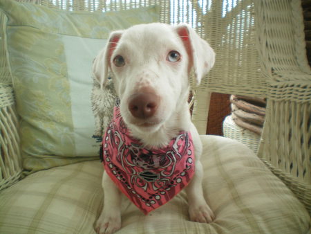 Entry image for Marley. Clicking this image will show a larger photo