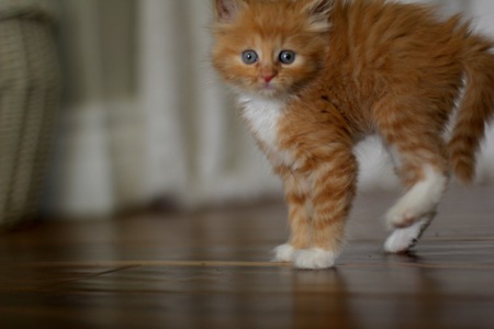 Entry image for Peaches . Clicking this image will show a larger photo