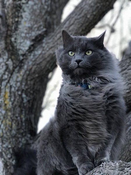 Entry image for Leonardo De Catrio. Clicking this image will show a larger photo