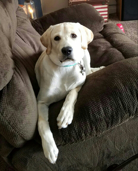 Entry image for Ivee. Clicking this image will show a larger photo