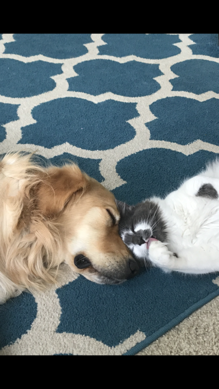 Entry image for Huckleberry & Theo. Clicking this image will show a larger photo