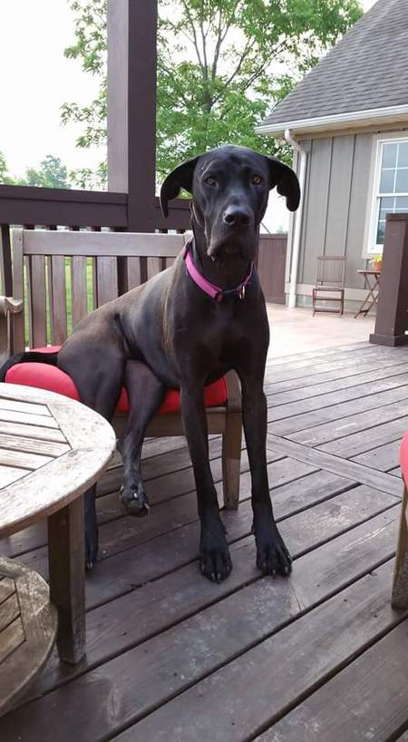 Entry image for Ellie Mae. Clicking this image will show a larger photo