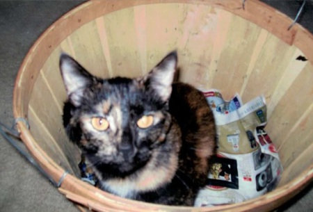 Entry image for Nala. Clicking this image will show a larger photo