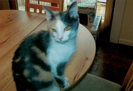 Entry image for Calypso. Clicking this image will show a larger photo