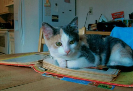 Entry image for Calypso. Clicking this image will show a larger photo