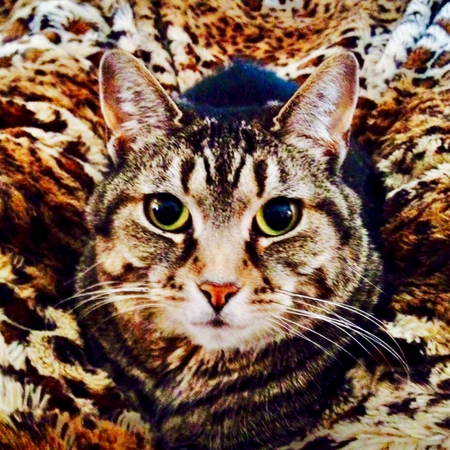 Entry image for Angel. Clicking this image will show a larger photo