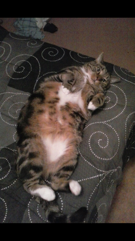 Entry image for Jack. Clicking this image will show a larger photo