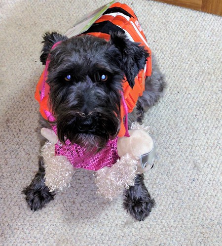 Entry image for Willie. Clicking this image will show a larger photo