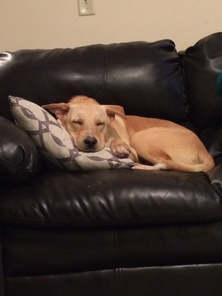 Entry image for Yoda. Clicking this image will show a larger photo