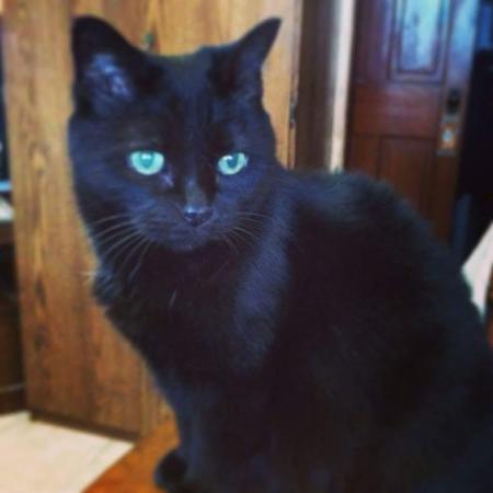 Entry image for Shadow. Clicking this image will show a larger photo