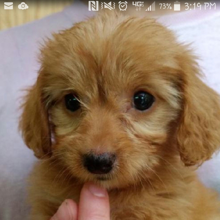 Entry image for Tally. Clicking this image will show a larger photo