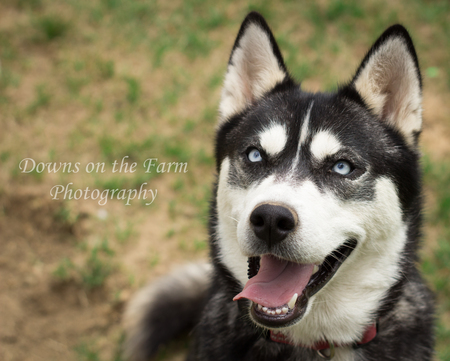 Entry image for Ava. Clicking this image will show a larger photo