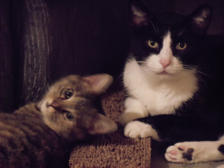 Entry image for CassieJoe  and  Simon. Clicking this image will show a larger photo