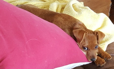 Entry image for Weegee. Clicking this image will show a larger photo