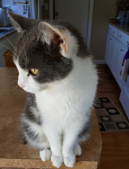 Entry image for Bunny. Clicking this image will show a larger photo