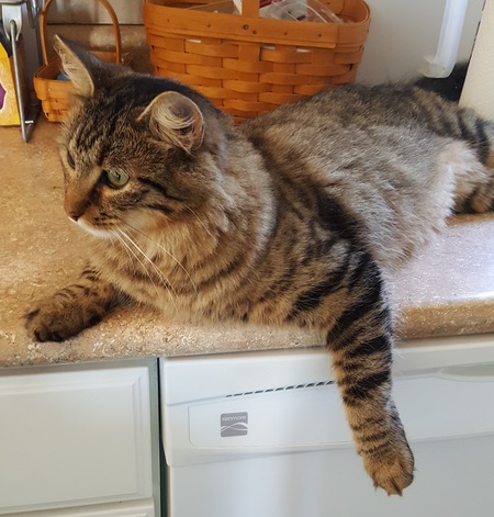 Entry image for Mister. Clicking this image will show a larger photo