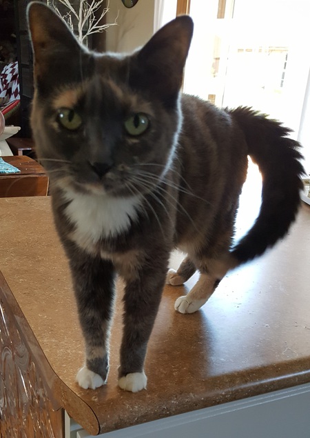 Entry image for Victoria. Clicking this image will show a larger photo