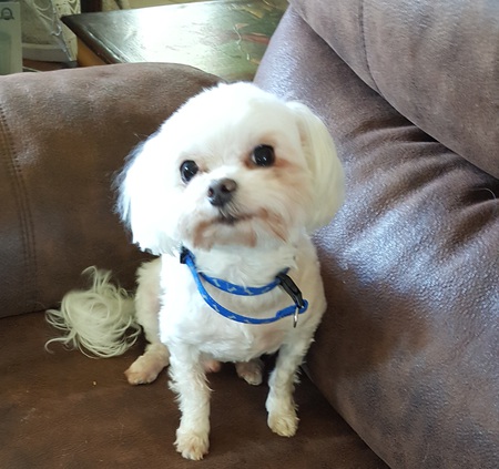 Entry image for Oscar. Clicking this image will show a larger photo