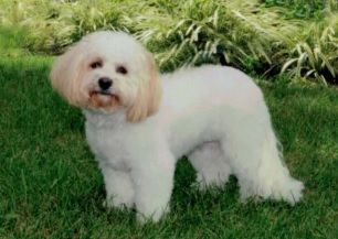 Entry image for Sammie. Clicking this image will show a larger photo