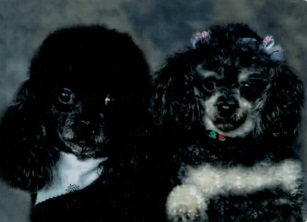 Entry image for Pepe' and Pippi. Clicking this image will show a larger photo