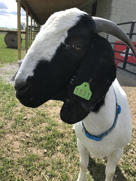 Entry image for Magic the goat. Clicking this image will show a larger photo