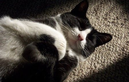 Entry image for Sh...Simon sleeps. Clicking this image will show a larger photo